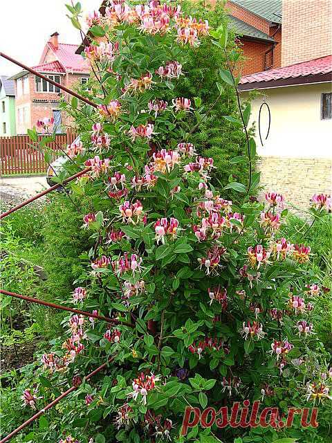 Жимолость каприфоль.