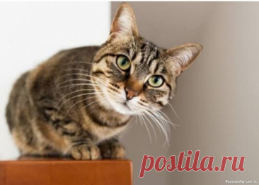 Почему кошки по-разному мяукают с каждым человеком Уверена, вы замечали, что, общаясь с людьми, кошка мяукает с разной тональностью и интонацией для каждого.Учёные доказали, что кошки действительно подстраивают “свой язык” под человека, с которым общаются. Более того, они создают и развивают индивидуальные звуки в зависимости от того, как...