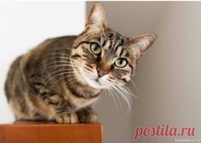 Почему кошки по-разному мяукают с каждым человеком Уверена, вы замечали, что, общаясь с людьми, кошка мяукает с разной тональностью и интонацией для каждого.Учёные доказали, что кошки действительно подстраивают “свой язык” под человека, с которым общаются. Более того, они создают и развивают индивидуальные звуки в зависимости от того, как...