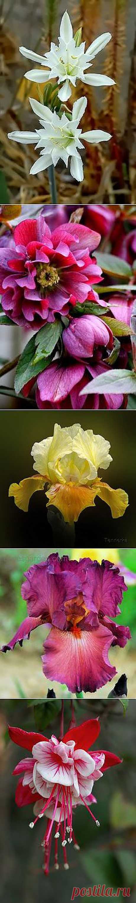 Flowers