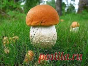 Сеем грибы на даче