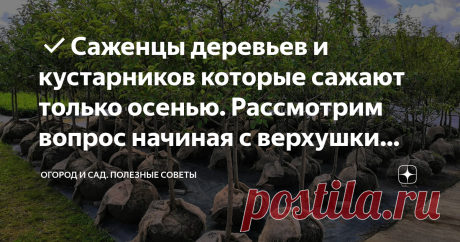 ✔Саженцы деревьев и кустарников которые сажают только осенью. Рассмотрим вопрос начиная с верхушки айсберга По большей части все саженцы декоративных кустарников и плодовых деревьев лучше приобретать с крайних чисел августа, учитывая климат своего региона. И это не просто легкая рекомендация, а серьезный совет для легкого ведения сада. Чтобы быть до конца подкованным в столь непростом вопросе, следует детально его разобрать.
Дело тут вот в чем… В первую очередь осенью вас будет сложнее обмануть!