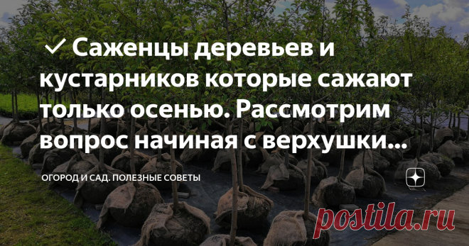 ✔Саженцы деревьев и кустарников которые сажают только осенью. Рассмотрим вопрос начиная с верхушки айсберга По большей части все саженцы декоративных кустарников и плодовых деревьев лучше приобретать с крайних чисел августа, учитывая климат своего региона. И это не просто легкая рекомендация, а серьезный совет для легкого ведения сада. Чтобы быть до конца подкованным в столь непростом вопросе, следует детально его разобрать.
Дело тут вот в чем… В первую очередь осенью вас будет сложнее обмануть!