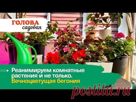 Голова садовая - Реанимируем комнатные растения и не только. Вечноцветущая бегония