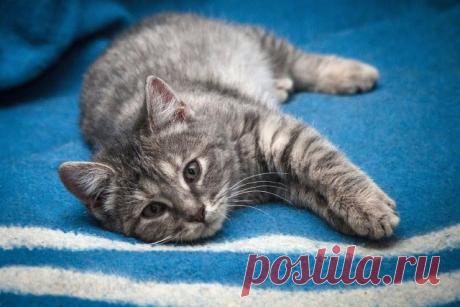 Прикольных котов пост - ЯПлакалъ