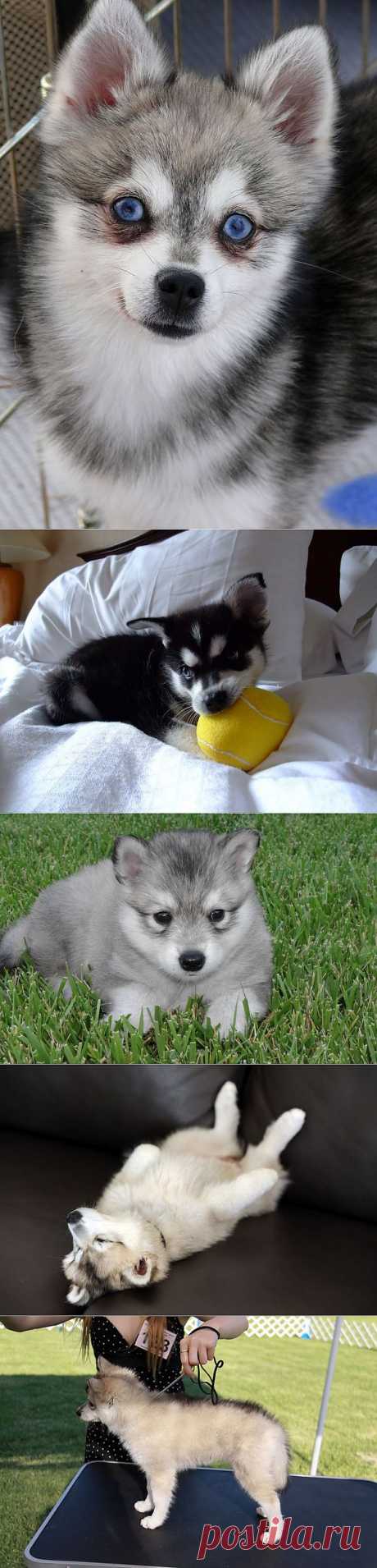 Аляскинский Кли Кай, или мини хаски (Alaskan Klee Kai).