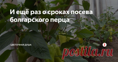 И ещё раз о сроках посева болгарского перца Сегодня я, как и планировала, сеяла болгарский перец. Сеяла и думала о видео знаменитого видеоблогера Валерия Медведева, в котором он рассуждает о сроках его посева. Суть его рассуждений сводилась к тому, что с этим не стоит спешить. Он приводил  убедительные доказательства того, что перец, посеянный позже, даёт в разы  больший урожай. Вот это видео:
Как только видео было опубликовано, мы обсудили