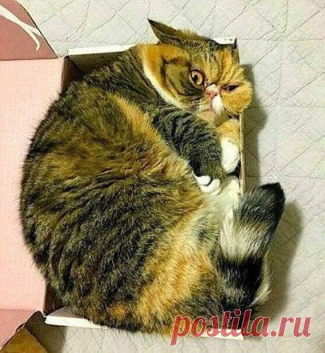 — Кот, тебе нормально? 
 — Нармааальна...
