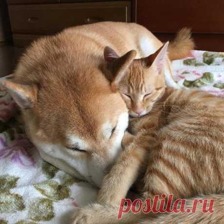 ЕЩЁ КОТЭ | KotoMail.ru