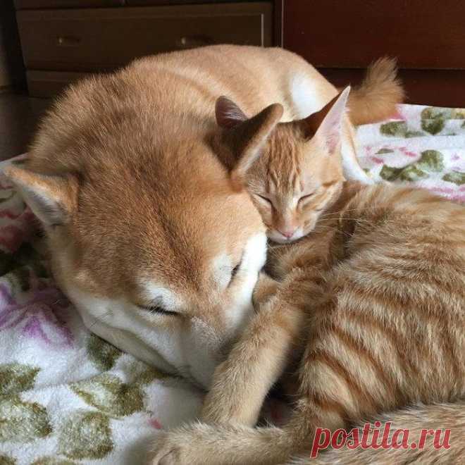 ЕЩЁ КОТЭ | KotoMail.ru