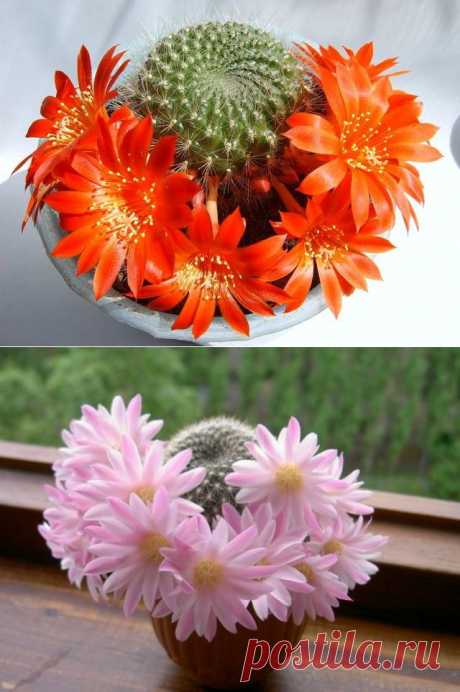 Круговорот добра... | НАШ ГОРОДОК