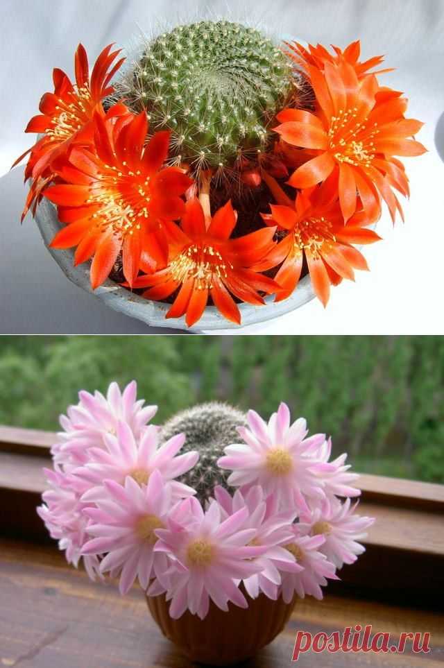 Круговорот добра... | НАШ ГОРОДОК