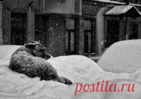 Старичка предали и изгнали.
Нету места в доме, где он жил.
Лет пятнадцать верою и правдой
Он своим хозяевам служил.
А теперь скитаясь по дорогам,
В поисках какой-нибудь еды,
Волочит он еле-еле ноги,
Всматриваясь в мир своей беды.
Был когда то гордою овчаркой,
Защищал отважно он семью.
А теперь дошёл до попрошайки,
Грустно доживая жизнь свою.
Облысела шерсть и хвост поджатый,
Сгорбленный, беззубый и больной,
Всем своим нутром кричит он:
Люди, что ж таки вы сделали со мной?
...