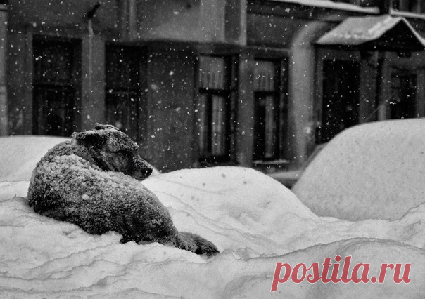 Старичка предали и изгнали.
Нету места в доме, где он жил.
Лет пятнадцать верою и правдой
Он своим хозяевам служил.
А теперь скитаясь по дорогам,
В поисках какой-нибудь еды,
Волочит он еле-еле ноги,
Всматриваясь в мир своей беды.
Был когда то гордою овчаркой,
Защищал отважно он семью.
А теперь дошёл до попрошайки,
Грустно доживая жизнь свою.
Облысела шерсть и хвост поджатый,
Сгорбленный, беззубый и больной,
Всем своим нутром кричит он:
Люди, что ж таки вы сделали со мной?
...