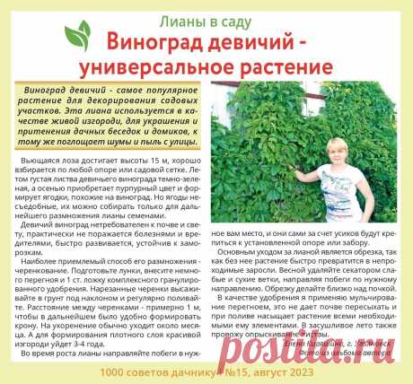 Виноград девичий - универсальное растение