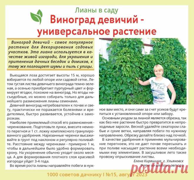 Виноград девичий - универсальное растение