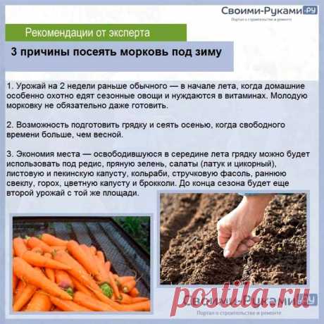 3 причины посеять морковь под зиму