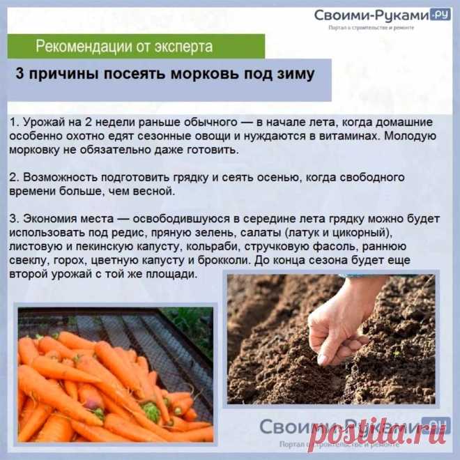 3 причины посеять морковь под зиму