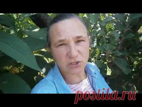 Они не пройдут!  или Борьба с колорадскими жуками.