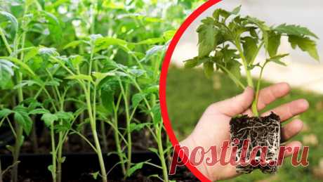 Вытягивание рассады томатов для меня больше не проблема. Простые решения, проверенные не один год | Дом цветов | Яндекс Дзен