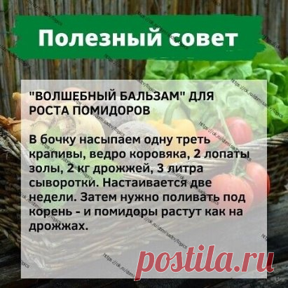Советы огороднику
  Для роста помидор