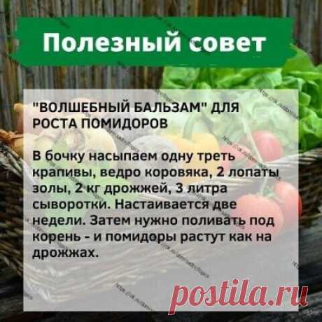 Советы огороднику
  Для роста помидор