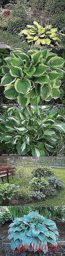 Поздравляем с днем рождения прославленную... и другие популярные материалы на Постила.ru - mila.komarova.2015@mail.ru - Почта Mail.Ru