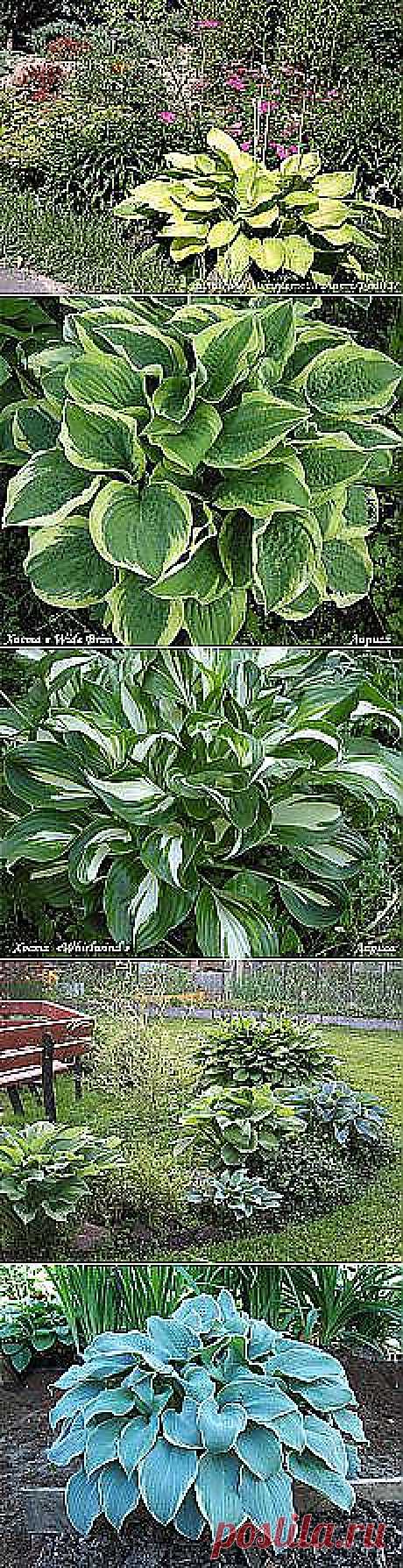 Поздравляем с днем рождения прославленную... и другие популярные материалы на Постила.ru - mila.komarova.2015@mail.ru - Почта Mail.Ru