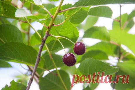 Вишня мстит за плохих соседей: эти культуры никогда не будут плодоносить рядом с ней. Вишня демонстрирует удивительную чувствительность к нежелательному соседству, реагируя снижением урожайности.