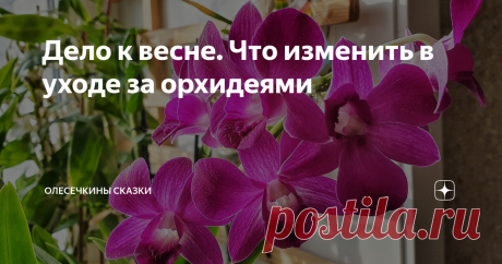 Дело к весне. Что изменить в уходе за орхидеями Уже становится больше солнца и света, увеличивается продолжительность светового дня, поэтому я меняю уход за своими орхидеями.