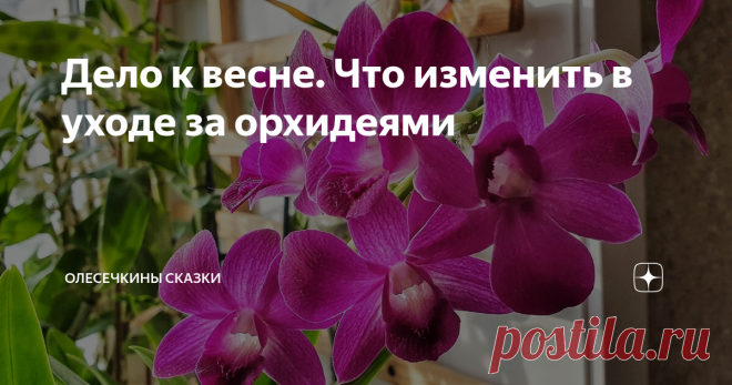 Дело к весне. Что изменить в уходе за орхидеями Уже становится больше солнца и света, увеличивается продолжительность светового дня, поэтому я меняю уход за своими орхидеями.