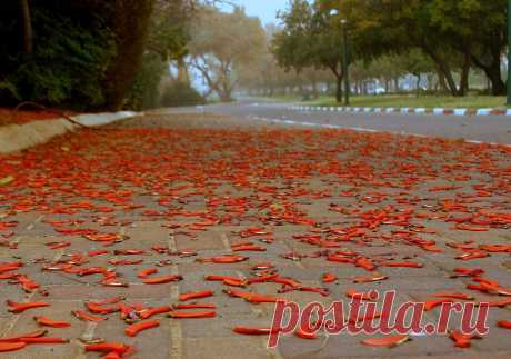 Фото erythrina sandwicensis, эритрина, коралловое дерево 