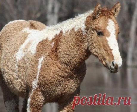 Кучерявая Забайкальская порода лошадей