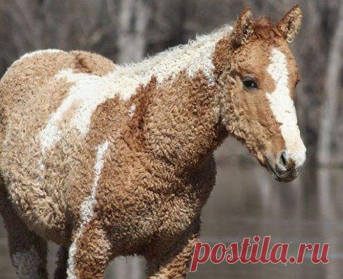 Кучерявая Забайкальская порода лошадей