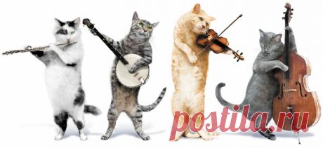 День кошек, праздники кошек