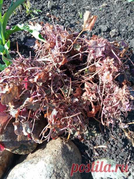 Geuchera не перезимовала. Что делать. | Цветочная няша | Дзен