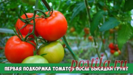 Первая подкормка томатов после высадки грунт
В конце мая — начале июня, то есть через 2-3 недели после высадки рассады томатов в грунт можно провести первую подкормку томатов. Рассада уже укоренилась, пошла в рост — самое время помочь растениям набрать силу и превратиться в полноценный куст. На этой стадии можно использовать азотные удобрения (в небольшом количестве) в сочетании с калийными и фосфорными.
Вариант 1. На 10 литров воды 0,5 литра жидкого коровяка, 1 столовая ложка нитрофоски.
Вар