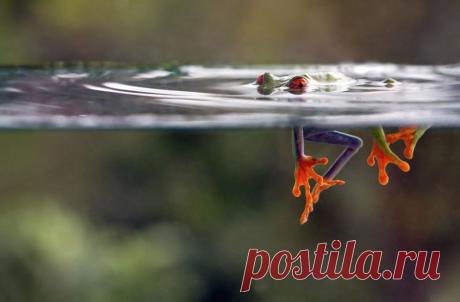 ФотоТелеграф » Финалисты фотоконкурса от журнала Smithsonian