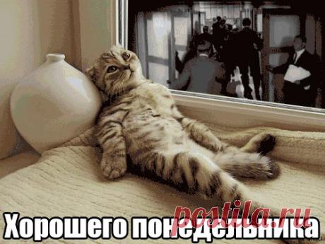 весёлые картинки для поднятия настроения – Google Поиск