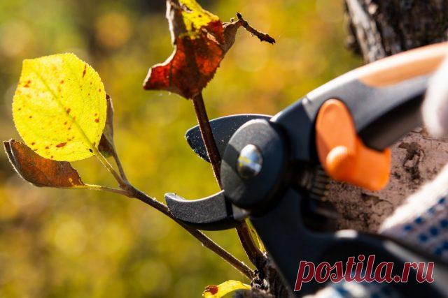 Тонкости осенней обрезки — что резать, когда и зачем