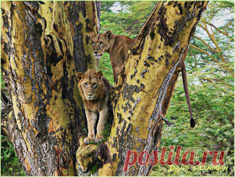 In the trees - Maasai Mara - Kenya. The lions climb the trees in certain seasons to avoid the insects in the grass.