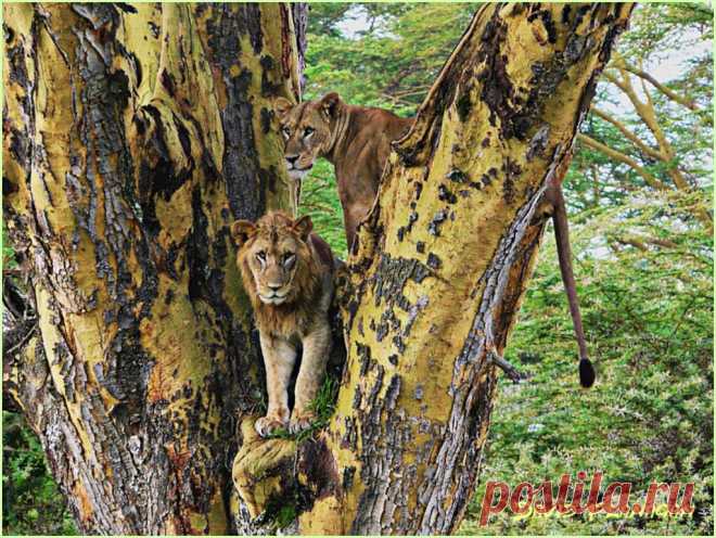 In the trees - Maasai Mara - Kenya. The lions climb the trees in certain seasons to avoid the insects in the grass.