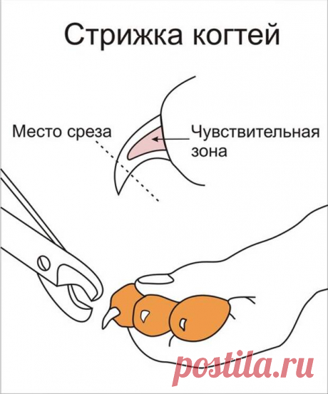 8 советов, как подстричь кошке когти | Все о наших питомцах