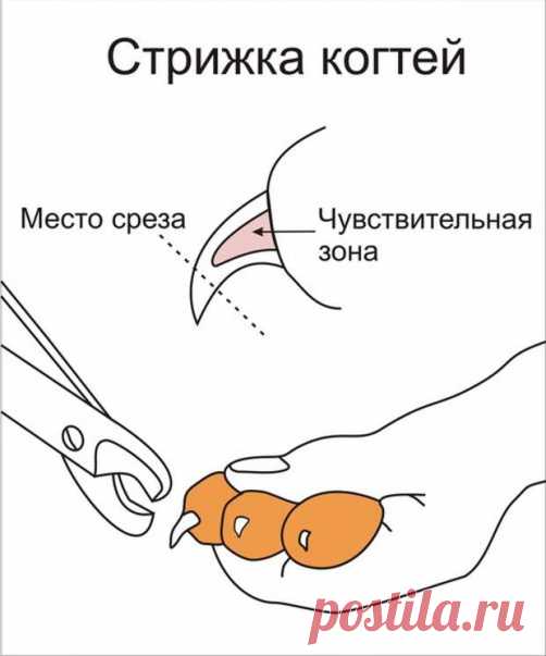 8 советов, как подстричь кошке когти | Все о наших питомцах
