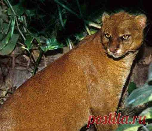 Jaguarundi - Tigrillo of the South | Animal Pictures and Facts | FactZoo.com