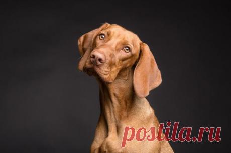 Ученые доказали: приподнятые брови у собак означают стремление выжить а не дружелюбие