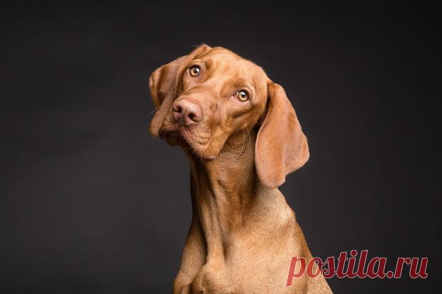 Ученые доказали: приподнятые брови у собак означают стремление выжить а не дружелюбие