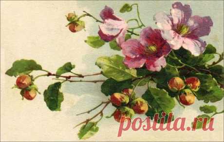 (78) Pinterest