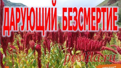 Амарант дарующий БеЗсмертие | Виктор Максименков