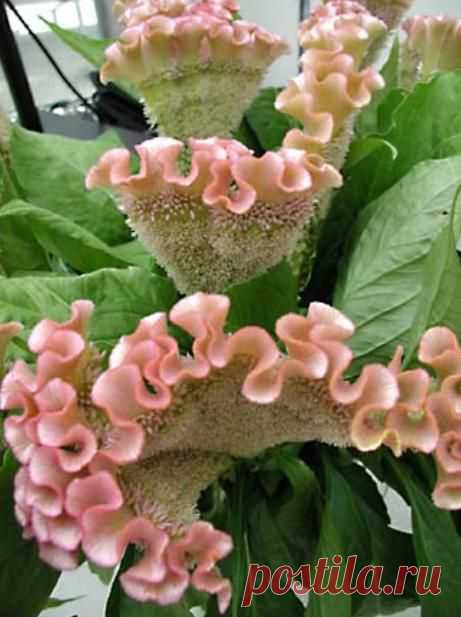 целозия фото цветов: 3 тыс изображений найдено в Яндекс.Картинках